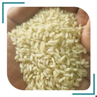 برنج عنبربو سروان